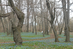 Праздник первоцветов отметят 20 апреля в Знаменке