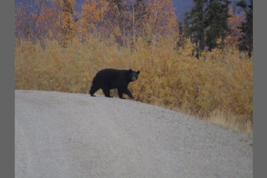 Встреча с медведем гризли на Аляске