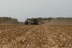 Тамбовские аграрии в этом году планируют собрать более одного миллиона тонн кукурузы