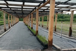 В Горельском лесхозе освоили новую технологию выращивания саженцев