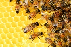 В Тамбовской области разработан комплекс мер для спасения пчёл