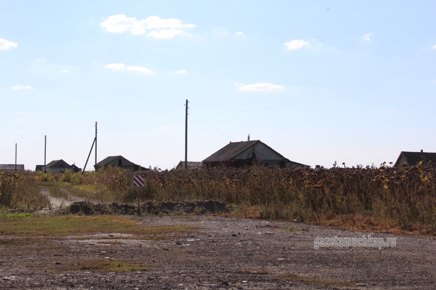 Прямо посреди подсолнухов растут дома