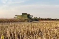 Мучкапские земледельцы собрали урожай подсолнечника с первой тысячи гектаров