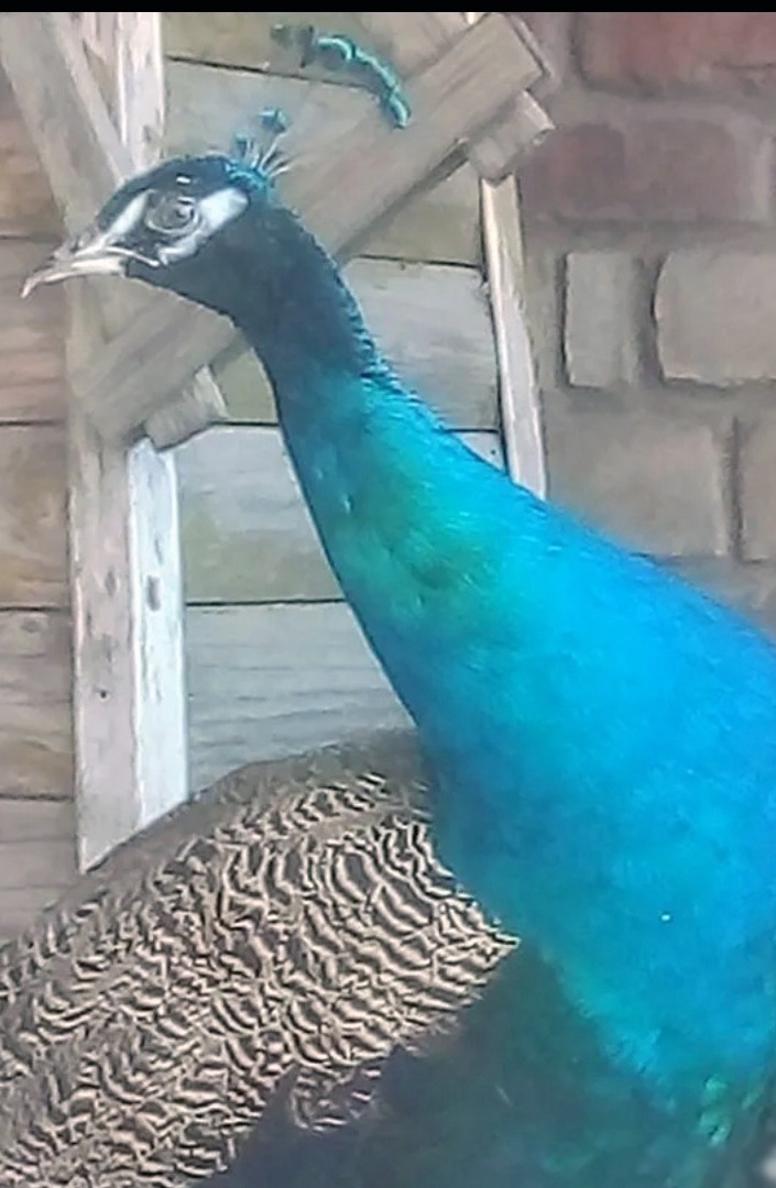 Имён у питомцев нет, отзываются на «пава-пава»