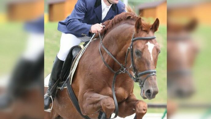 Тренер верховой езды. Конный фитнес. Тренер по верховой езде. Сколько зарабатывает конный тренер. Сколько зарабатывает конный тренер.