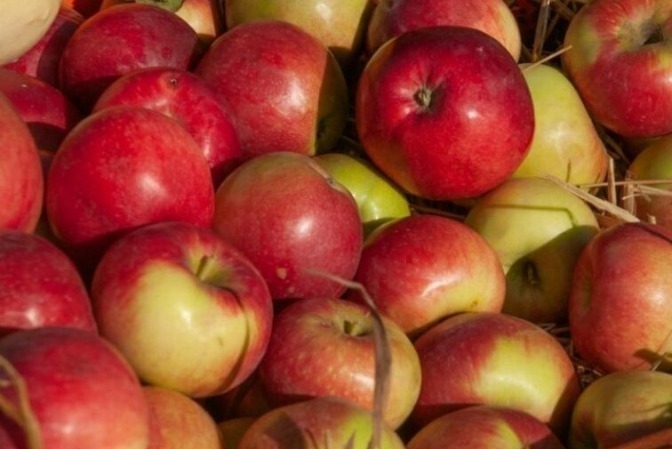 Садоводы в Тамбовской области собрали 14 тысяч тонн яблок | ТОП68