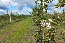 Группа компаний «Шанс» представила свою продукцию на фестивале «Мичуринские яблони в цвету»