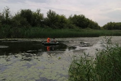 Росприроднадзор выяснил, что рыба в реке Битюг задохнулась