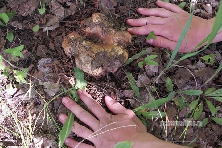 На тихую охоту вышли мучкапцы