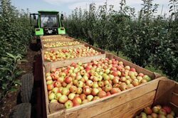 Урожай яблок в этом году вдвое больше прошлогоднего