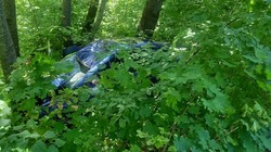 На автодороге Моршанск – Пичаево водитель «Рено» сбил лося