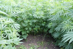 Пенсионер из Сампурского района выращивал на своём огороде марихуану