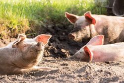В Бондарском районе ввели карантин из-за африканской чумы у свиней