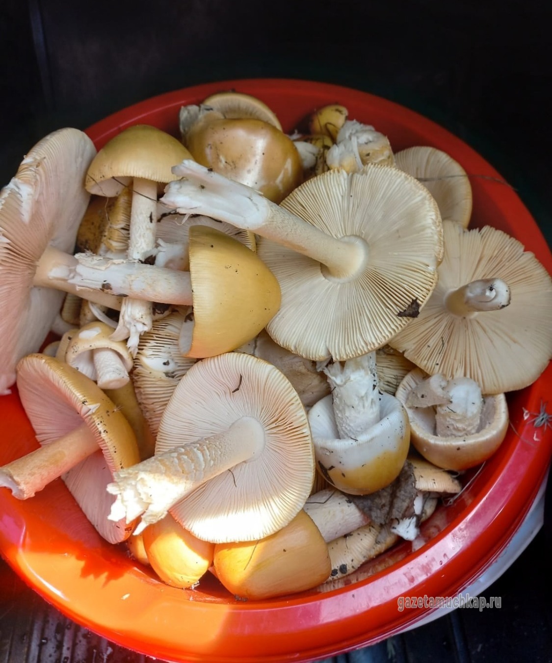 На тихую охоту вышли мучкапцы