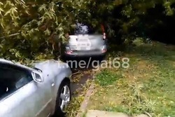 В Тамбове упавшее дерево повредило два авто