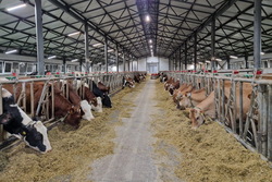 Тамбовские сельхозпроизводители в этом году планируют увеличить производство молока на 7%