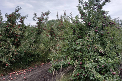 В Тамбовской области стартовали работы по обрезке плодовых деревьев
