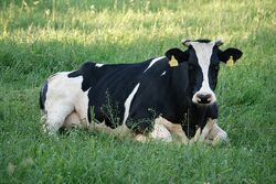 В Знаменском районе обнаружили бешенство у коровы