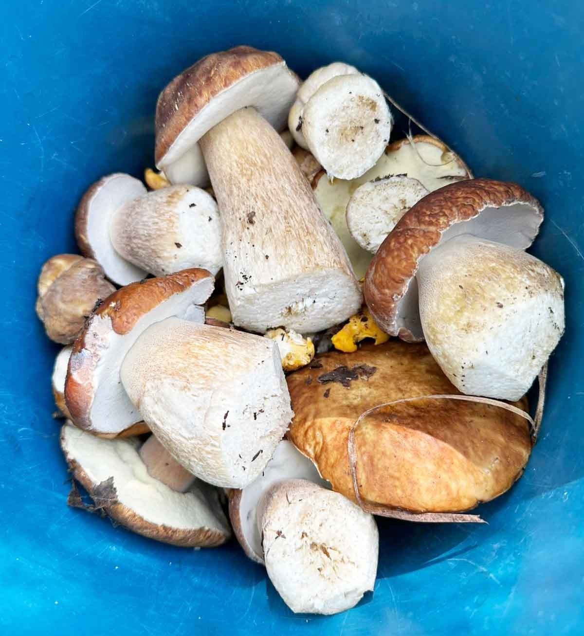 У сосновцев идёт сезон заготовки белых грибов