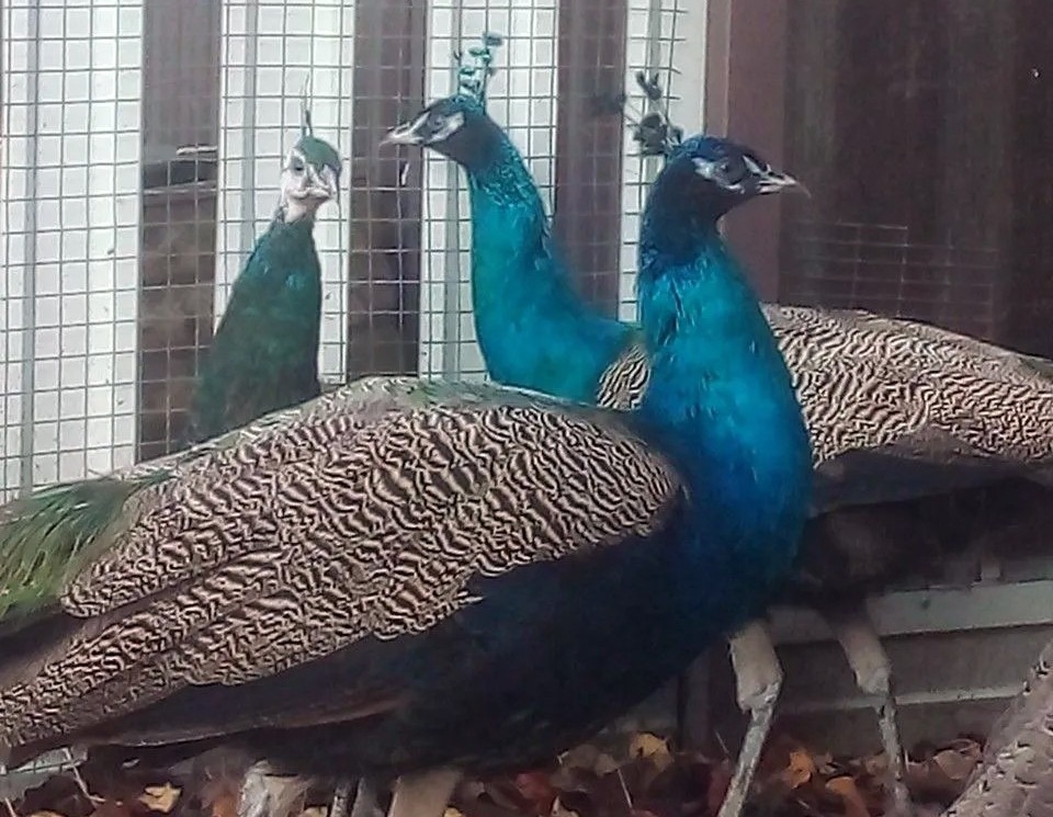 Сейчас у них линька