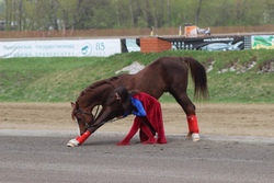 В этом году посетители Покровской ярмарки увидят «Танцы на лошадях»