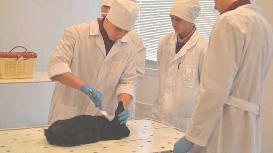 Ветеринарное обучение заочное. Аграрный университет Красноярск Ветеринария. Ветеринарный университет Минск. Владивосток ветеринарный университет