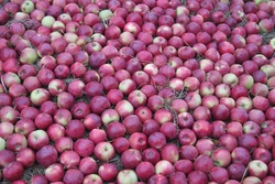 В Первомайском районе мужчина украл больше 50 килограммов яблок