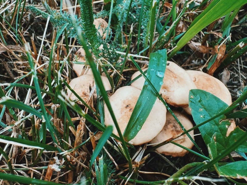 Опята и маслята собирают жители Инжавинского округа