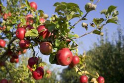Мичуринские ученые проверили, как прижились их яблони на юге Франции