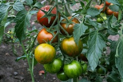 Учёные Мичуринского ГАУ ведут работу по селекции новых сортов томата
