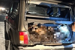 В Петровском округе выявили факт незаконной охоты на кабана