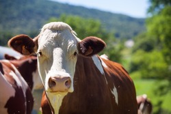 В Тамбовской области в переработку поступало молоко от больных лейкозом коров