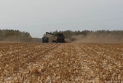 Тамбовские аграрии начали уборку кукурузы