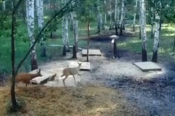 В Моршанском округе попали на видео брачные игры косуль