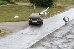 Неоднозначное ДТП в Дмитриевке: жертва наезда сбежала из больницы