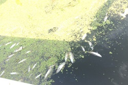 В Мучкапском районе проведена проверка по факту гибели рыбы в водоёме
