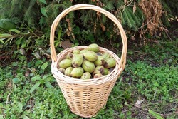 В Тамбовской области началась заготовка семян для будущего леса