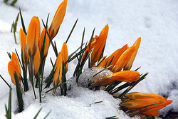 «Весна идёт – весне дорогу»: в Тамбовскую область приходит оттепель