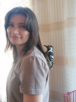 Знаменская семья спасла от гибели маленького дятла Гришу
