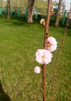 В Рассказовском округе цветёт миндаль и зеленеют кипарисы 