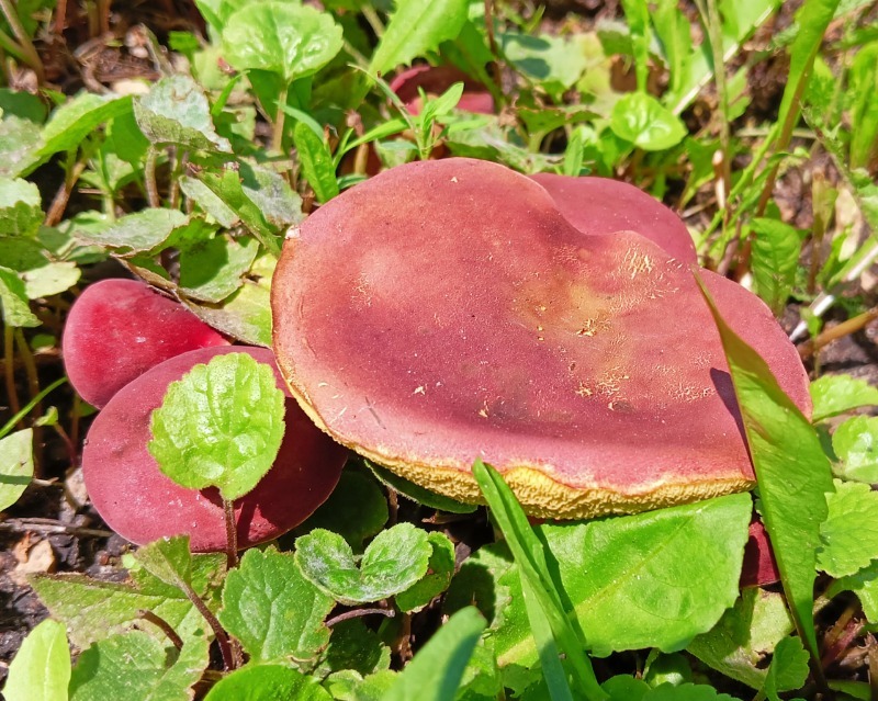 У здания «Староюрьевской звезды» выросла целая полянка моховиков