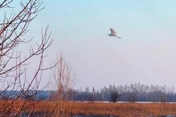 В Мичуринском округе сфотографировали краснокнижную цаплю