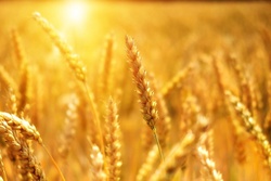 Тамбовские аграрии собрали первый миллион тонн зерна