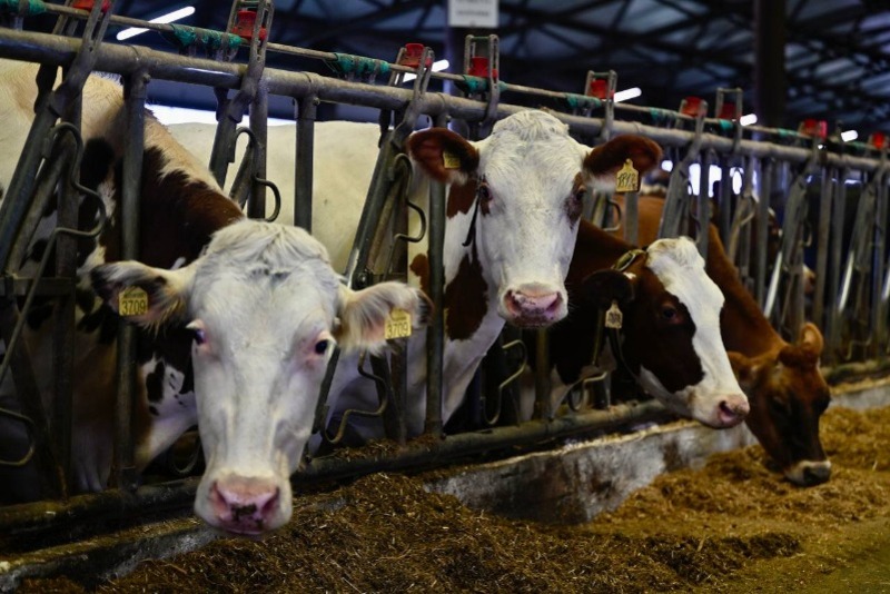  Хозяйства Тамбовской области полностью подготовили кормовую базу к зимовке скота