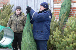 К новогодним праздникам в Тамбовской области заготовят около 30 тысяч сосен