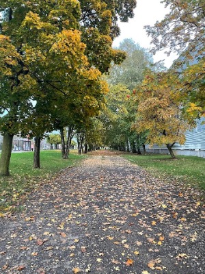 В Тамбове снова дожди и пока без снега