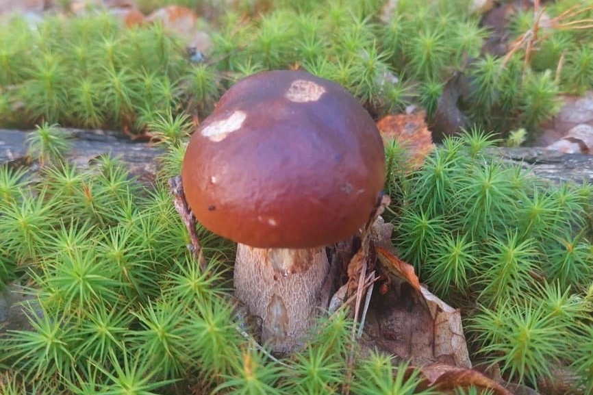 Фотографии грибного «улова» публикуют в социальных сетях жители Бондарского округа 