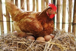 Тамбовские фермеры увеличили яйценоскость кур-несушек