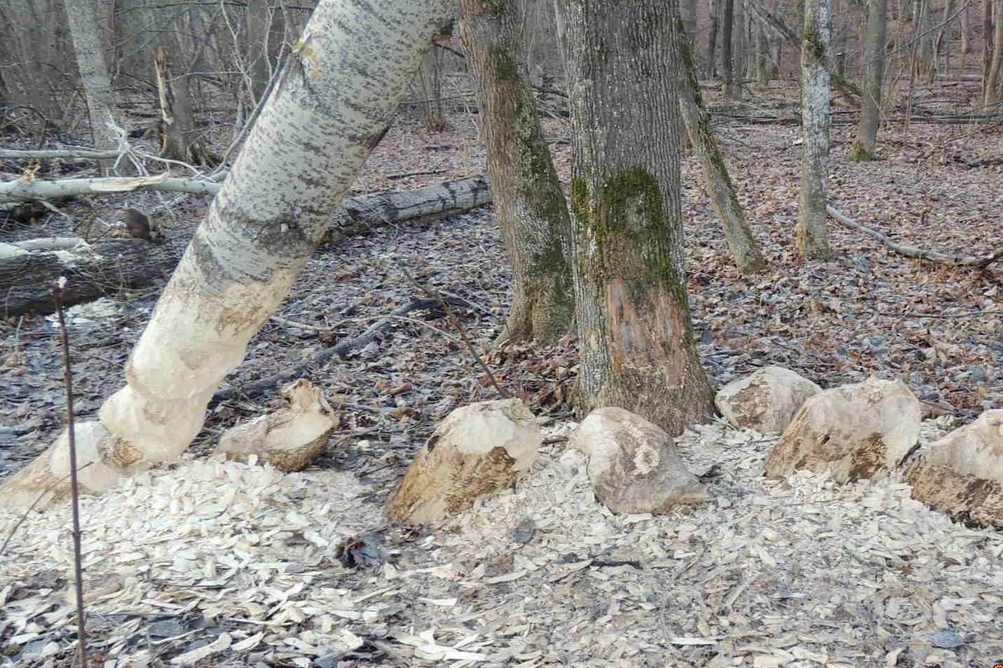 Сотрудники Воронинского заповедника. Битва Бобров за территорию. Учет бобра по поселениям. Уничтожение животных 1985 а.в Бобров. Территория бобра