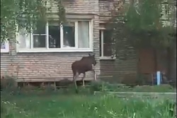 В Моршанске во двор многоэтажки забрела лосиха